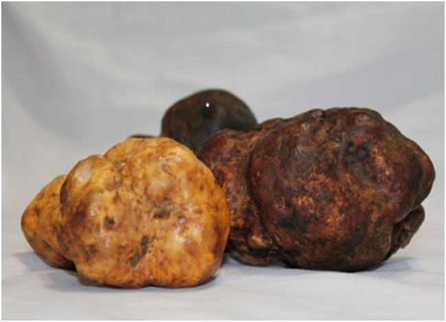 black-truffle-melanosporum